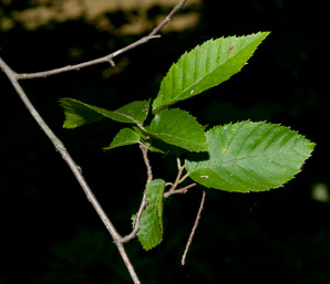 Carpinus caroliniana (American hornbeam, ironwood, musclewood)