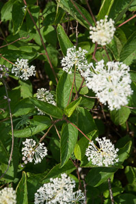 Ceanothus americanus (New Jersey tea, red root, wild snowball, mountain sweet)