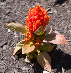 Celosia L. (cockscomb, cock’s comb)