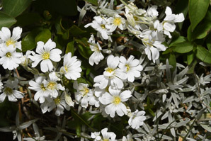 Cerastium tomentosum (snow-in-summer, snow in summer)