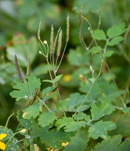 Chelidonium majus (greater celandine, celandine)
