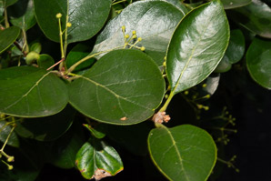 Chionanthus retusus (Chinese fringe tree)