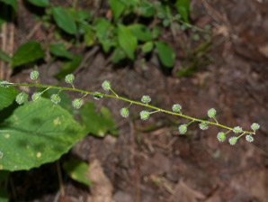 Circaea lutetiana (enchanter’s nightshade, broadleaf enchanter’s nightshade)