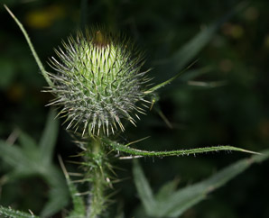 Cirsium vulgare (bull thistle)