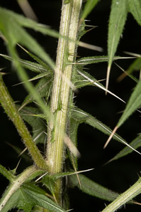 Cirsium vulgare (bull thistle)