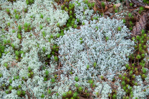 Cladina mitis (green reindeer lichen, reindeer lichen)