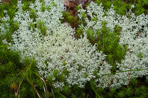 Cladina mitis (green reindeer lichen, reindeer lichen)