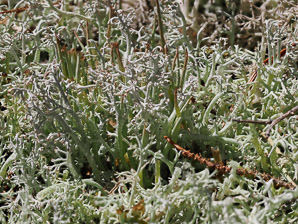 Cladina rangiferina (gray reindeer lichen, reindeer lichen, reindeer moss, greygreen reindeer lichen)
