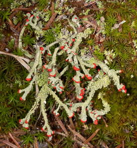 Cladonia cristatella (British soldiers, cup lichen, British soldier lichen)