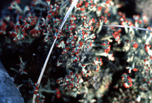 Cladonia cristatella (British soldiers, cup lichen, British soldier lichen)