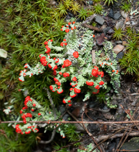 Cladonia cristatella (British soldiers, cup lichen, British soldier lichen)
