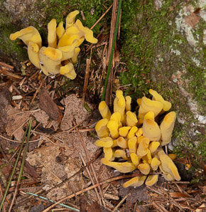 Clavulinopsis fusiformis (golden spindles)