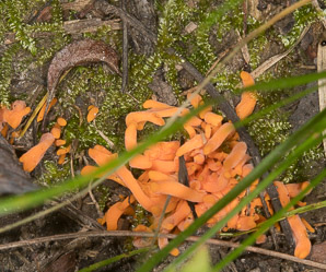 Clavulinopsis laeticolor (golden fairy club)