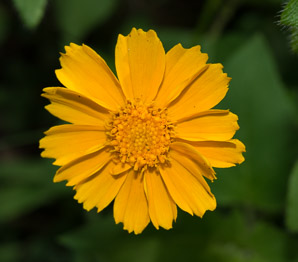 Coreopsis lanceolata (lanceleaf tickseed, lance-leaved tickseed)