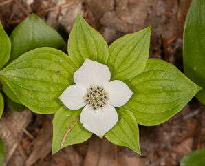 Cornus canadensis (bunchberry, Canadian dwarf cornel, Canadian bunchberry, crackerberry, bunchberry dogwood)