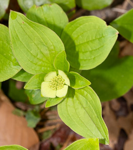 Cornus canadensis (bunchberry, Canadian dwarf cornel, Canadian bunchberry, crackerberry, bunchberry dogwood)