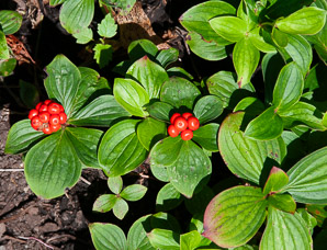 Cornus canadensis (bunchberry, Canadian dwarf cornel, Canadian bunchberry, crackerberry, bunchberry dogwood)