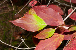 Cornus obliqua (narrowleaf dogwood, silky dogwood, swamp dogwood)