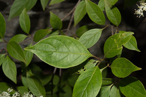 Cornus racemosa (northern swamp dogwood, gray dogwood, panicle dogwood)