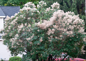 Cotinus coggygria (European smoketree, smoke tree, smoke bush, Venetian sumac, Dyer’s sumac)