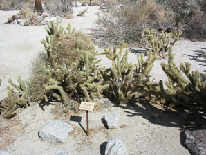 Cylindropuntia wolfii (Wolf’s cholla, Wolf’s opuntia)
