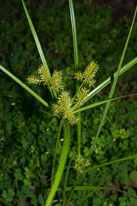 Cyperus esculentus (nut grass, yellow nut grass, yellow nutsedge)
