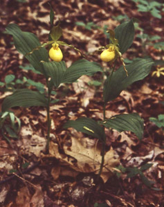 Cypripedium parviflorum (small yellow lady’s slipper, yellow lady’s slipper, lesser yellow lady’s slipper)