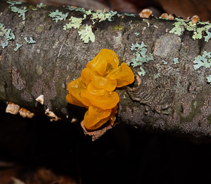 Dacrymyces cokeri (orange jelly fungus)