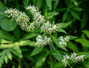 Dactylis glomerata (orchardgrass)