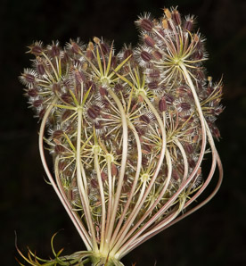 Daucus carota (Queen Anne’s lace, wild carrot, bird’s nest, bishop’s lace)