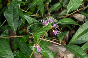 Decodon verticillatus (swamp-loosestrife, waterwillow, swamp loosestrife)