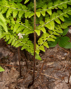 Dennstaedtia punctilobula (hay-scented fern, eastern hayscented fern)