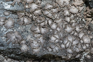 Dermatocarpon miniatum (silverskin lichen)