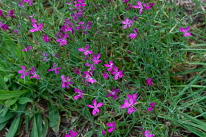Dianthus deltoides (maiden pink)