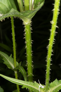Dipsacus sativus (Indian teasel)