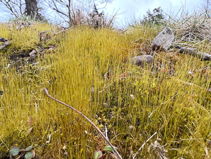 Ditrichum pallidum (pale ditrichum moss)