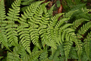 Dryopteris expansa (alpine buckler fern, northern buckler-fern, spreading wood fern, spreading woodfern)