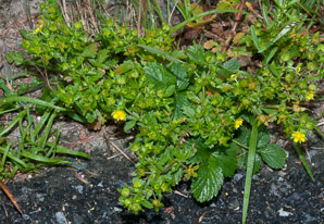 Duchesnea indica (mock strawberry, Indian strawberry)