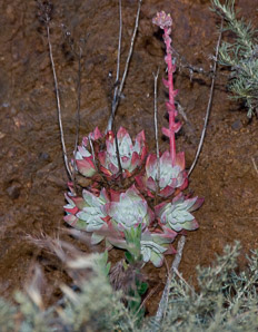 Echeveria DC. (echeveria)