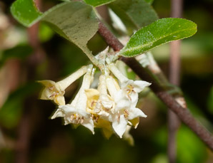 Elaeagnus umbellata (autumn olive, Japanese silverberry)