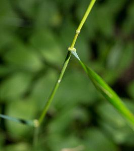 Elymus virginicus (Virginia wildrye)