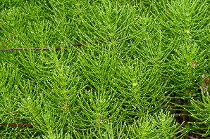 Equisetum pratense (meadow horsetail)
