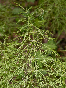 Equisetum sylvaticum (wood horsetail, woodland horsetail)