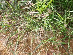 Eragrostis cilianensis (stink grass, stinkgrass, candy grass, gray lovegrass)