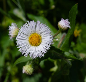 Erigeron philadelphicus (common fleabane, Philadelphia fleabane)