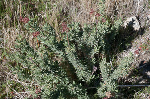Eriogonum fasciculatum (California buckwheat, Eastern mojave buckwheat)