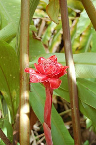 Etlingera elatior (red torch ginger, torch-ginger)