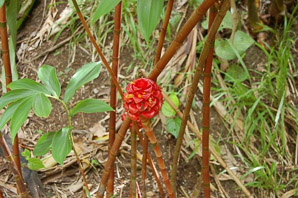 Etlingera elatior (red torch ginger, torch-ginger)