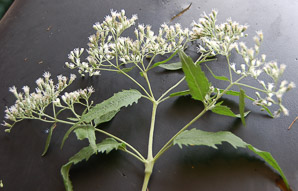 Eupatorium altissimum (tall thoroughwort)