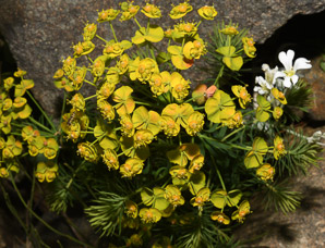 Euphorbia cyparissias (cypress spurge, spurge)